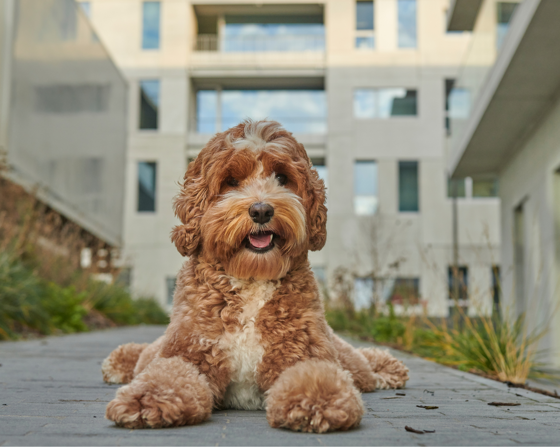 Pawsitively Organized: Creating a Pet-Friendly Entrance